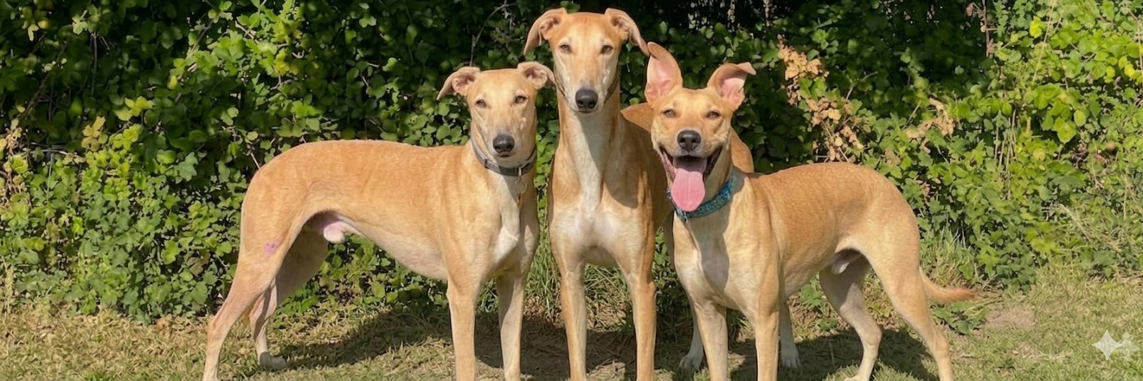 Amber, Ted, and Cyril standing together outdoors